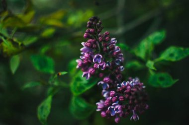 Bahçedeki bir ağaçta sirenlerin dalları, güneşe park etmek. İlkbaharda açan güzel leylak çiçekleri. Mayıs 'ta çiçek açacağım. Bahar konsepti Tasarım şablonu.