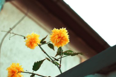 Bahar bahçesindeki dekoratif Japon Terry Kerry çiçekleri, kopyalanmış doğal mevsimlik çiçek arkaplanı. Bahar konsepti.