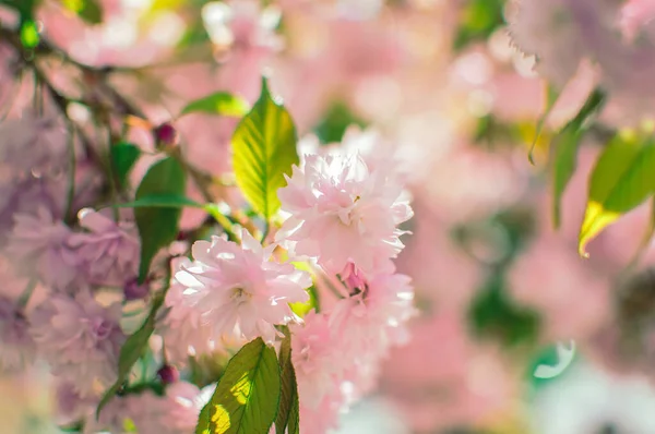 Baharda çiçek açan sakura dalları. Çin kirazının güzel pembe çiçekleri. Ilık bahar kavramı. Tasarım şablonu.