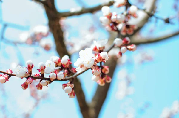 Apricot tree flowers with soft focus. Spring white flowers on a tree branch. Template for design. Apricot tree in bloom. Spring, seasons, white flowers of an apricot tree close-up.