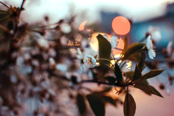 Абстрактный Весенний Сезонный Фон Цветущей Белой Вишни Сезон Прихода Весны — стоковое фото