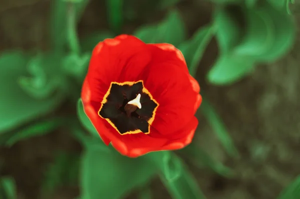 Tulipas Vermelhas Desabrocharam Primavera Flores Jardim Para Dia Das Mulheres — Fotografia de Stock