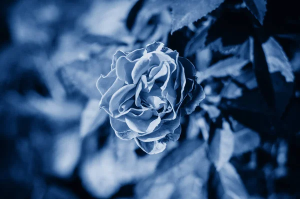 古典的な青で庭の暖かい夏にバラの芽を開きました トレンディーなトーンとデザインのための対照的な背景 スペースのコピー — ストック写真