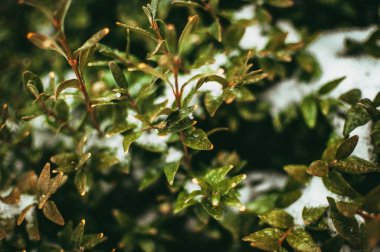 Bahçedeki kardaki boxwood dalları. Dekoratif çalılar beyaz pofuduk karla kaplıdır..