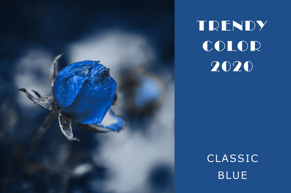 A young rose bud in early spring in the snow in classic blue color. Trendy contrasting background for design. Copy space