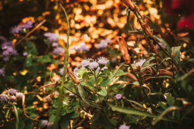 Asteroit yazın bahçede çiçek açar. Kontrast yaz arkaplanı. Boşluğu kopyala