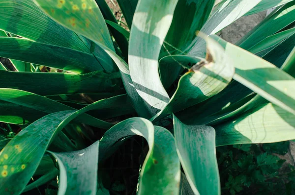 İris yaprakları ilkbaharda kalın bir örümcek ağıyla örülür. Güneş ışınları ağa düşer. Yakın plan. Tasarım şablonu.