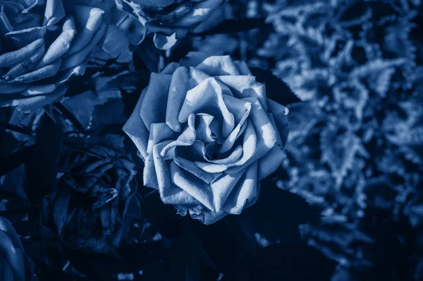 Otwarty Pączek Róży Ciepłym Lecie Ogrodzie Klasycznym Błękicie Modne Tonowanie — Zdjęcie stockowe