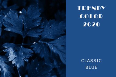 Maydanoz yaprakları yazın güneş ışığında klasik mavi bir tarlada. Tasarım için renkli ve zıt bir arkaplan. Boşluğu kopyala