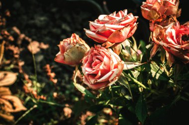 Bahçedeki pembe gül çalıların üzerinde. Anneler günü için bahçede çiçekler, kızlar için bir hediye..