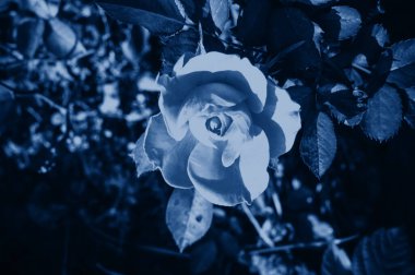 Bir gülün tomurcuğu açıldı ılık yaz mevsiminde bahçede klasik mavi renkte. Tasarım için modaya uygun tonlama ve zıt arkaplan. Boşluğu kopyala