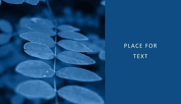 Tree branch with leaves in trendy classic blue color. Copy space. Toned and contrasting background. Template for design. — Stock Photo, Image