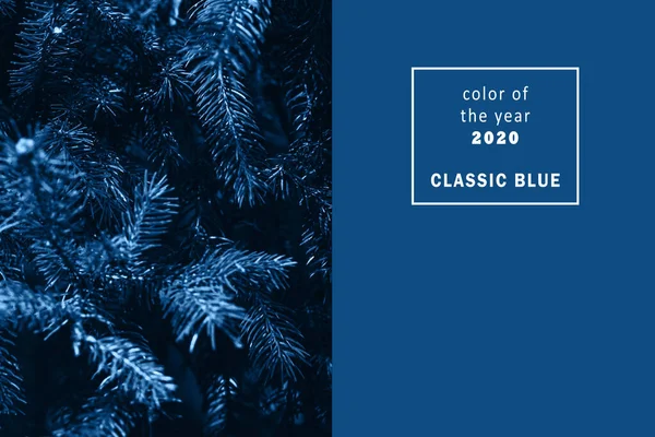 view of the branches of a Christmas tree or pine tree with needles close-up in a trendy classic blue color. Copy space. Toned and contrasting background. Template for design.