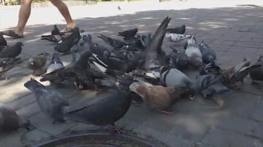 Bir şehir parkında çok sayıda güvercin dışarıda ekmek yer. Birçok güvercin sokakta yemek yer. Parktaki meydanda güvercinleri beslemek. Vahşi kuşları besleme konsepti.