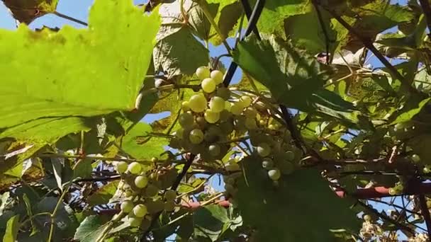Hojas de uva y racimos de uvas se sacude con el viento e ilumina con rayos de sol. Concepto de cosecha . — Vídeos de Stock