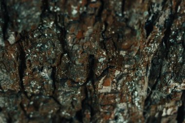 Ağaç kabuğu ve yosun. Doğal arka plan. Ormanda ağaç kabuğu var..