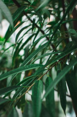 Yaratıcı tropik yaprakların soyut arkaplanı. Sıcak ülkelerin yeşil yapraklarının yerleşimi. Doğa, saflık ve oksijen kavramı.