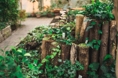 Baharda yeşil bir botanik bahçesinde ağaç gövdelerini ve toprağı saran yeşil sarmaşık yaprakları. Tasarım şablonu. Boşluğu kopyala.