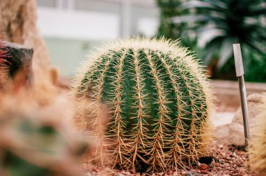 Sulu, kaktüs, echeveria kalanchoe ve sulu ev bitkilerinden oluşan bir koleksiyon. Sulu bitkiler güneşteki seralarda yetişir. Dekorasyon için ev bitkisi konsepti. Seçici odak.
