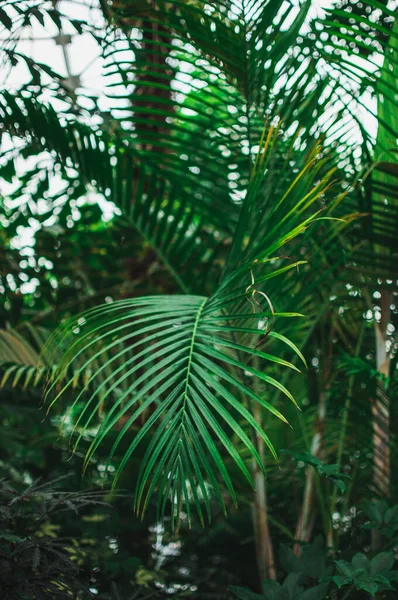 Abstract background of creative tropical leaves. Layout of green leaves from hot countries. The concept of nature, purity and oxygen.