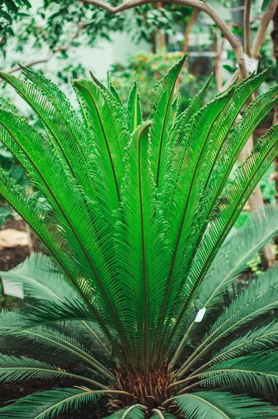 Ung Palmbuske Med Gröna Blad Växer Botanisk Trädgård Naturlig Bakgrund — Stockfoto