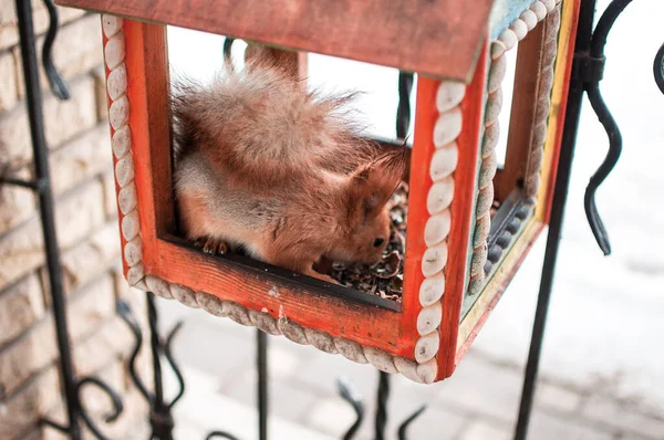 Uno Scoiattolo Siede Abbeveratoio Mangia Noci Scoiattolo Una Casa Inverno — Foto Stock