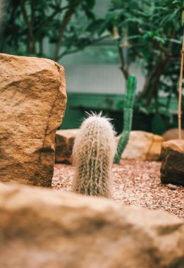 Sulu, kaktüs, echeveria kalanchoe ve sulu ev bitkilerinden oluşan bir koleksiyon. Sulu bitkiler güneşteki seralarda yetişir. Dekorasyon için ev bitkisi konsepti. Seçici odak.