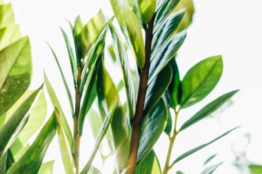 Zamioculcas bitkisi yaz güneşinde yapraklanır. Şans getiren bir dolar ağacı. Doğal yeşil bir arka plan. Evde bahçıvanlık kavramı. Boşluğu kopyala.