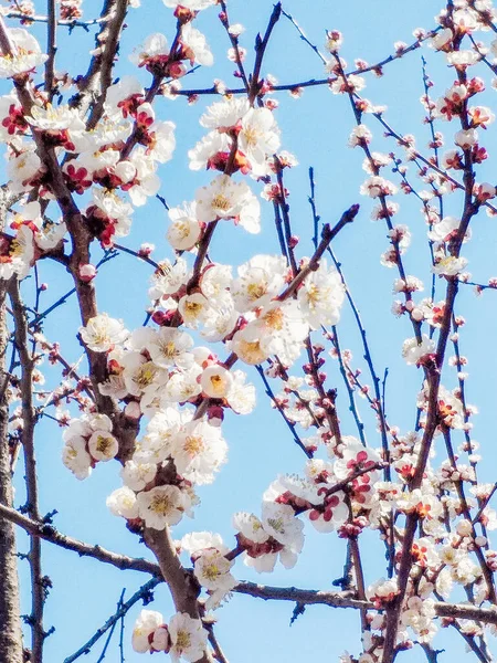 Peerless Apricot Blossom Spring Blue Sky Apricot Branches Bloom Spring — Stock Photo, Image