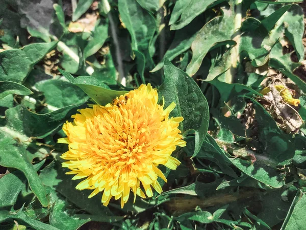 牧草地の春の時間に黄色のタンポポの花を咲かせます 晴れた日に明るい一般的なタンポポの詳細 薬用植物や食品成分 有機物 — ストック写真