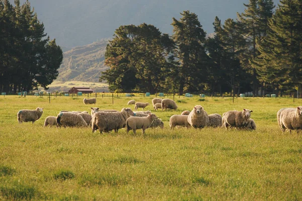 Ovce pasoucí se na zelené louce — Stock fotografie