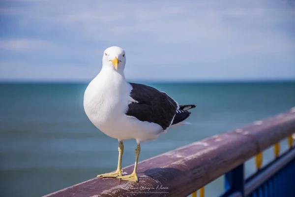 Racek stojícího na dřevěné zábradlí — Stock fotografie