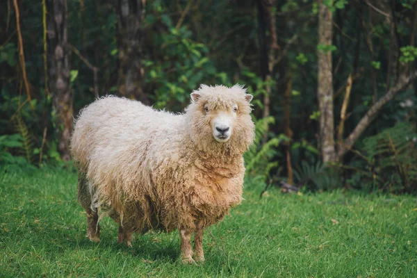 Flauschige Schafe auf der grünen Wiese — Stockfoto