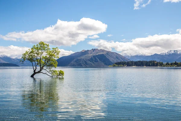 Μοναχικός πράσινο δέντρο σε λίμνη Wanaka — Φωτογραφία Αρχείου