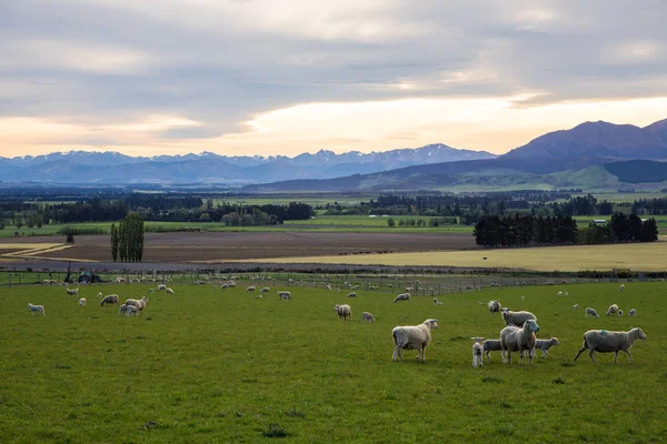 Πρόβατα βόσκουν στο πεδίο της Νέας Ζηλανδίας — Φωτογραφία Αρχείου