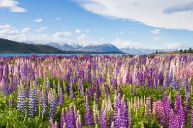 Lupin çiçeklerinin güzel tarlası