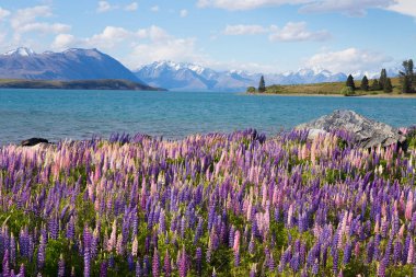 Lupin çiçeklerinin güzel tarlası