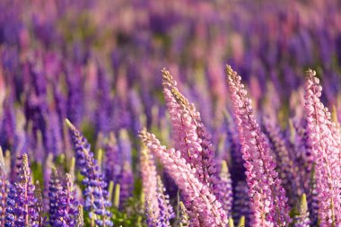 Lupin çiçeklerinin güzel tarlası 