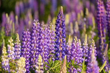 Lupin çiçeklerinin güzel tarlası