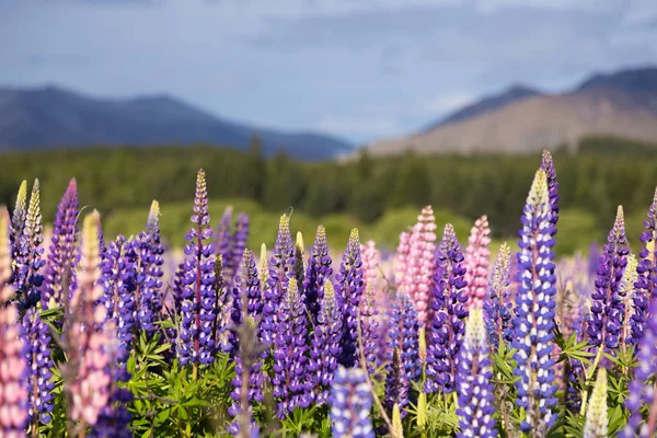 Prachtig veld van lupine bloemen — Stockfoto