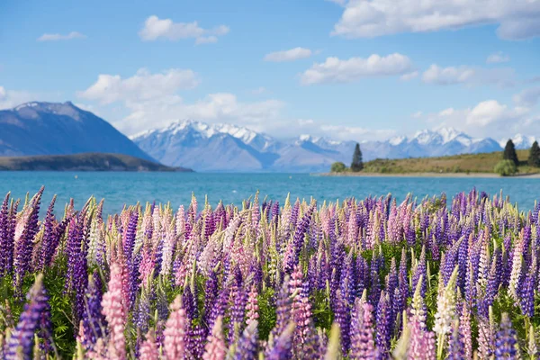 Beautiful field of lupine flowers — Stock Photo, Image