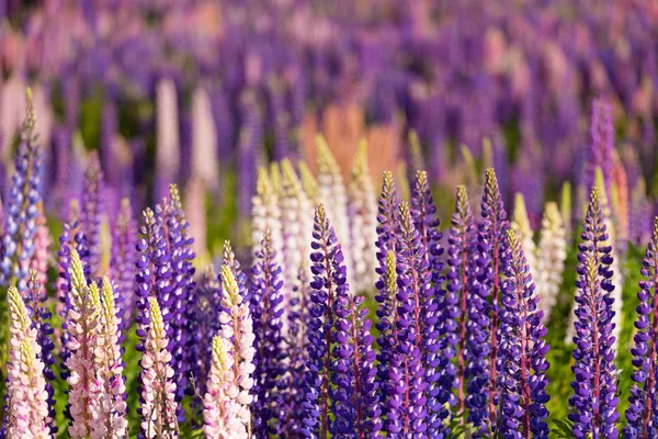 Prachtig veld van lupine bloemen — Stockfoto