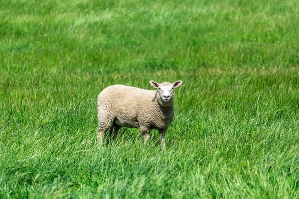 Pecore in piedi sul prato — Foto Stock