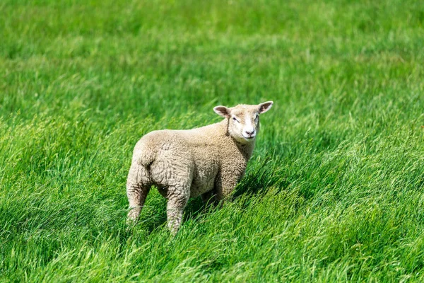 Pecore in piedi su prato verde — Foto Stock