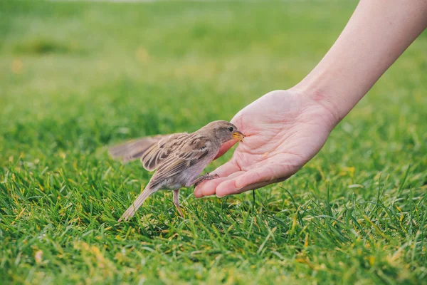 Sperlingsfütterung aus der Hand — Stockfoto