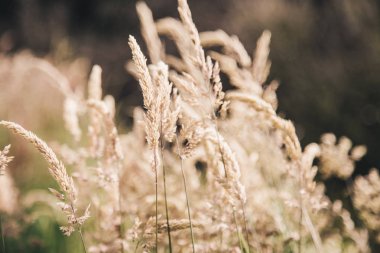 kuru ot Rüzgar tarafından üflenir 
