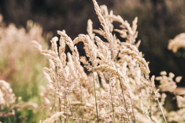 kuru ot Rüzgar tarafından üflenir