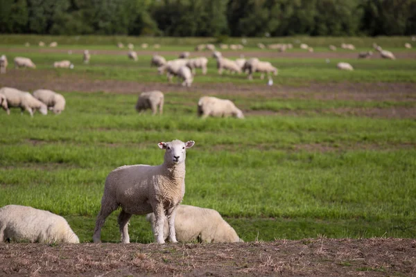 Stádo ovcí pasoucích se na zelené louce — Stock fotografie