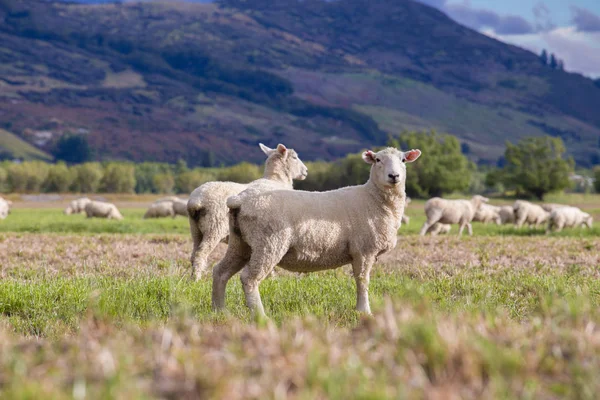 Stádo ovcí pasoucích se na zelené louce — Stock fotografie