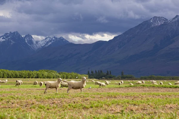 Sheep in New Zealand Farm with snow mountain — Stock Photo, Image